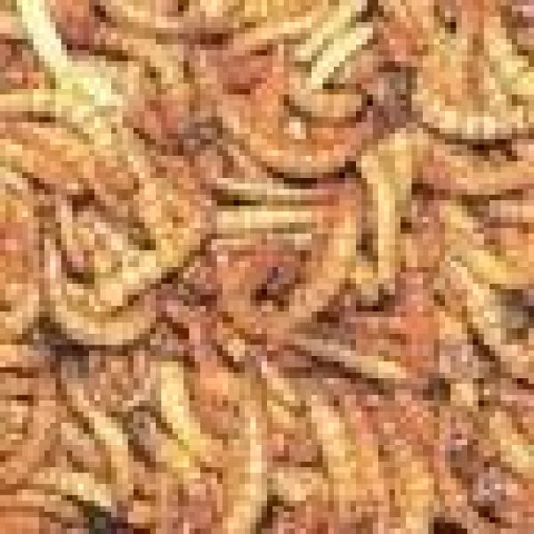 tenebrios, alimento vivo reptiles, aves,