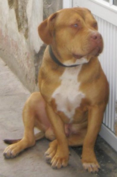 Servicio Pitbull Terrier 100% Mexicano