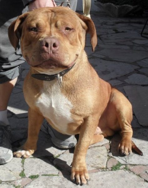 Servicio Pitbull Terrier 100% Mexicano