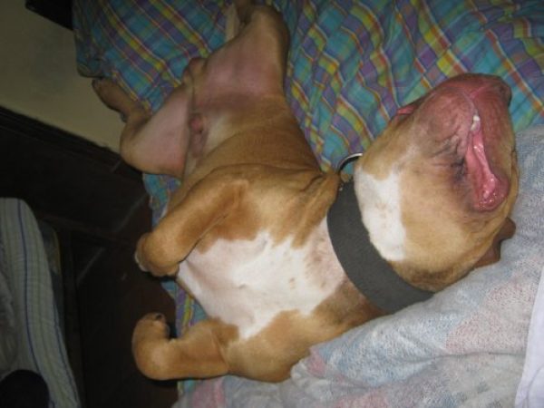 Servicio Pitbull Terrier 100% Mexicano