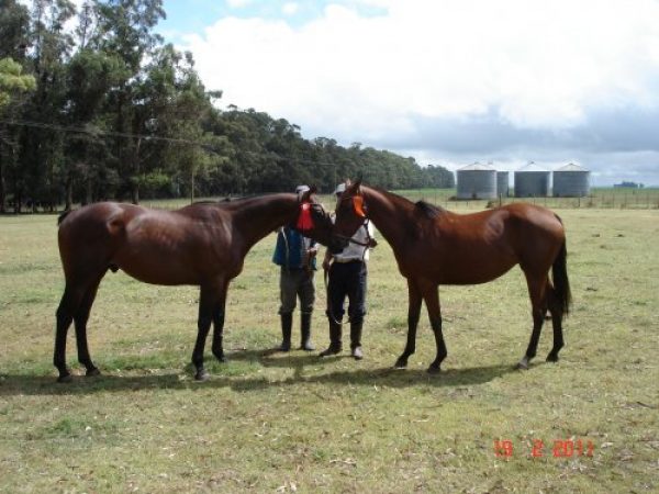 VENDO 2 CABALLOS de POLO &Oacute; PARA CAMPO