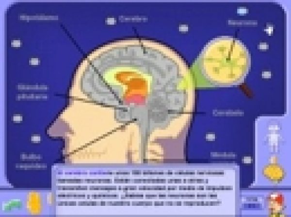 El cuerpo humano con Pipo