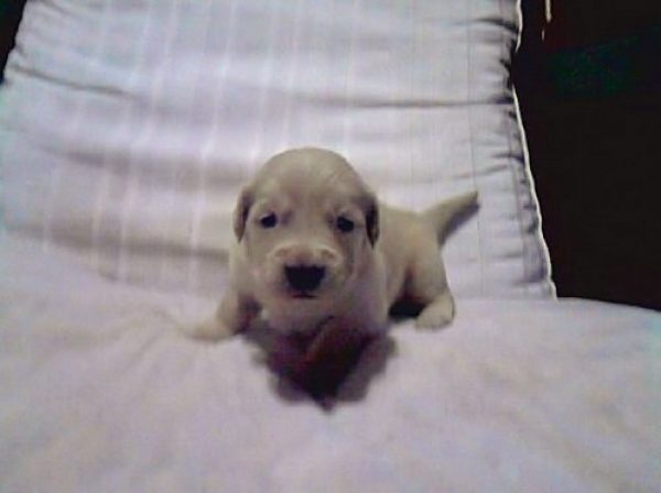 VENDO CACHORROS GOLDEN CON PAPELES