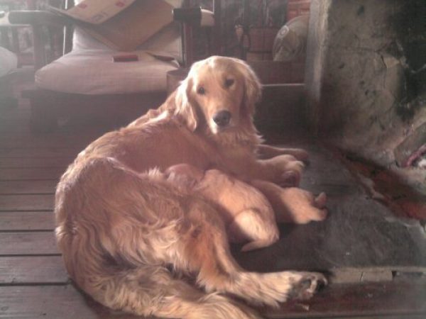 VENDO CACHORROS GOLDEN CON PAPELES