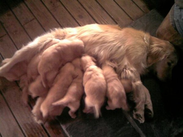 VENDO CACHORROS GOLDEN CON PAPELES