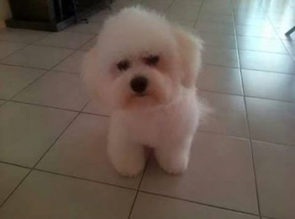 Bichon Frise de Criadero La Adolfina