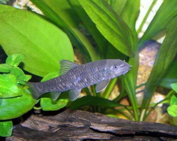 Peces Medicinales - Dr. Fish - UNICOS !!