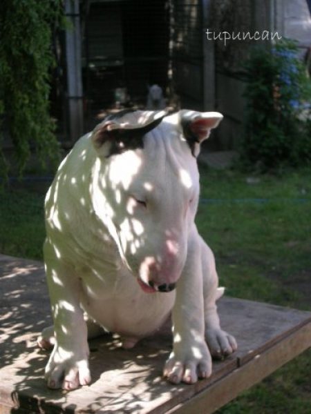 BULL TERRIER TANDIL