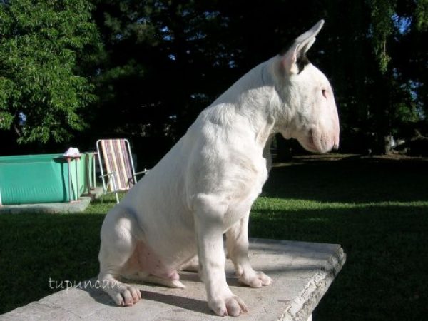 BULL TERRIER TANDIL