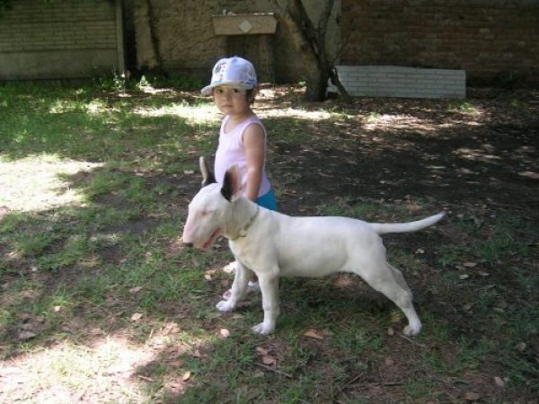 BULL TERRIER TANDIL