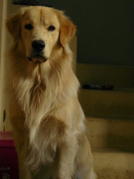 Golden busca novia