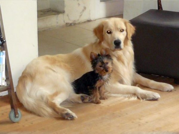 Golden busca novia