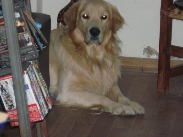Golden busca novia