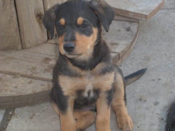 regalo cachoros 