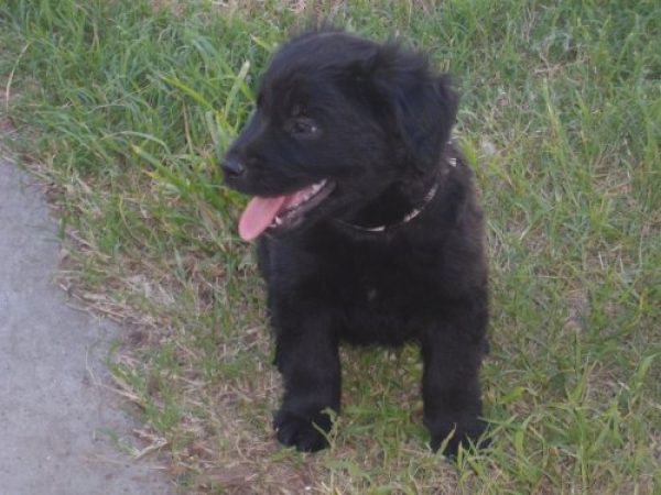 regalo cachoros 