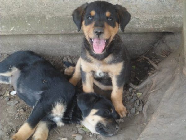 regalo cachoros 
