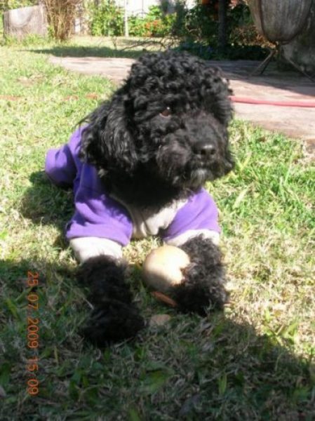 busco servicio caniche toy negro