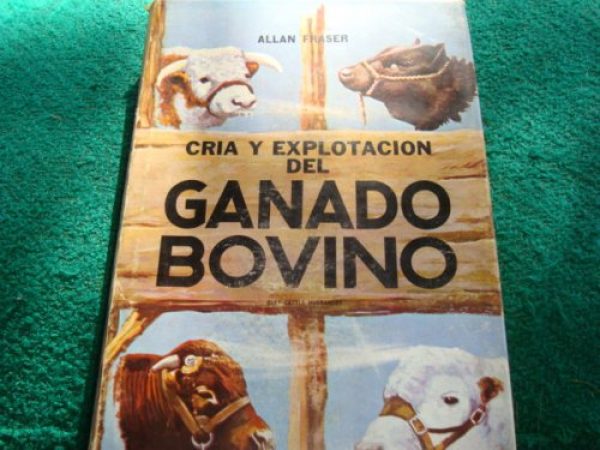 Cria de ganado bovino