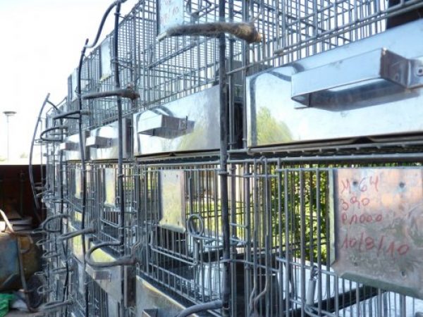 jaulas de chinchillas 