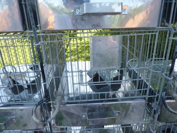 jaulas de chinchillas 