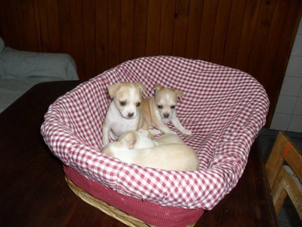 CHIHUAHUAS F.C.A.