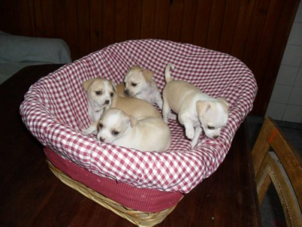 CHIHUAHUAS F.C.A.
