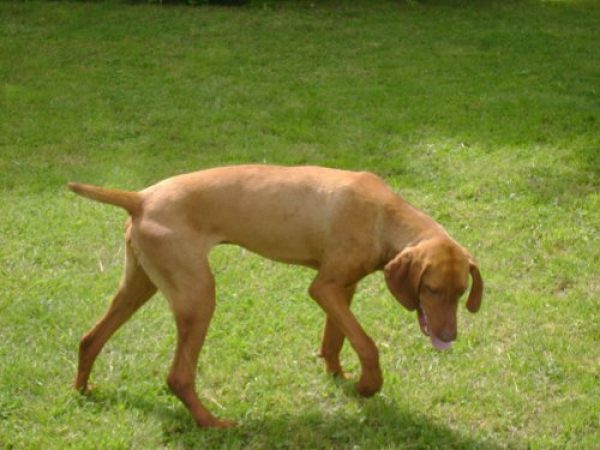 magyar vizsla ,fca
