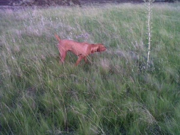 magyar vizsla ,fca