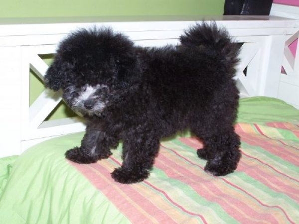 CACHORRO CANICHE TOY MACHO CON PAPELES 
