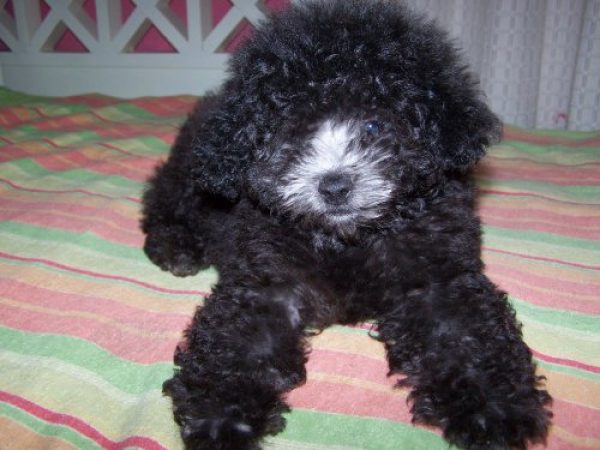 CACHORRO CANICHE TOY MACHO CON PAPELES 