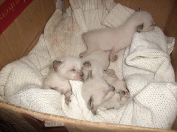 GATITOS SIAMESES PUROS CHOCOLAT POINT