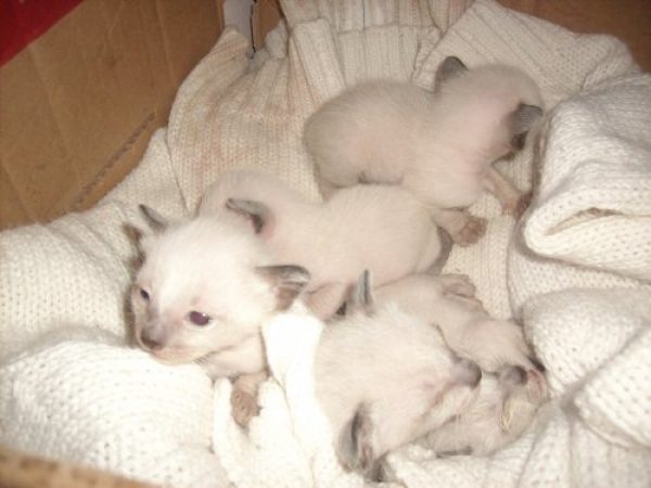 GATITOS SIAMESES PUROS CHOCOLAT POINT