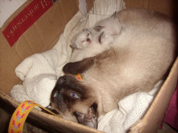 GATITOS SIAMESES PUROS CHOCOLAT POINT