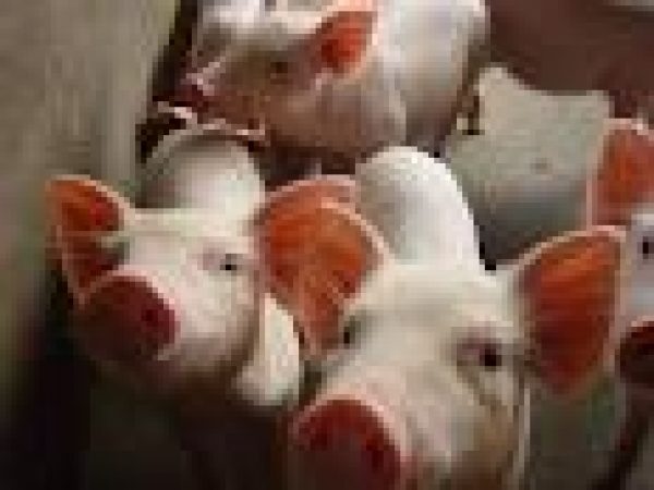 VENDO LECHON 30$ EL KILO