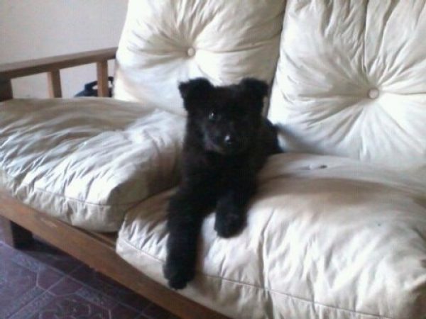 cachorra ovejero belga vacunada