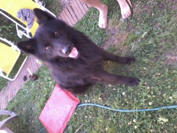 cachorra ovejero belga vacunada