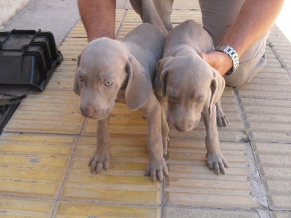 Vendo cachorros Weimaraner