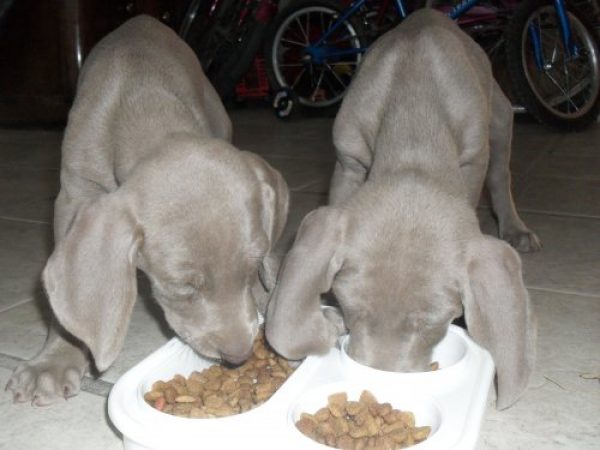Vendo cachorros Weimaraner