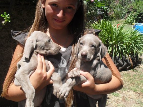 Vendo cachorros Weimaraner