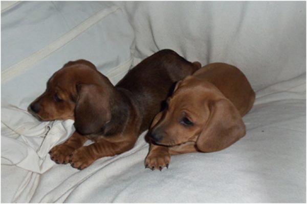 Vendo 2 perritas Dachshund (salchichas)