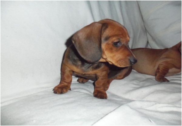 Vendo 2 perritas Dachshund (salchichas)