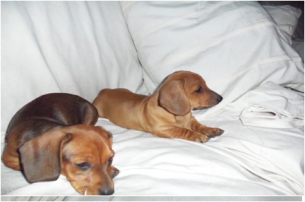 Vendo 2 perritas Dachshund (salchichas)