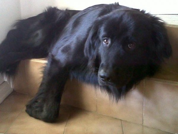 perro macho busca novia