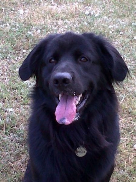 perro macho busca novia