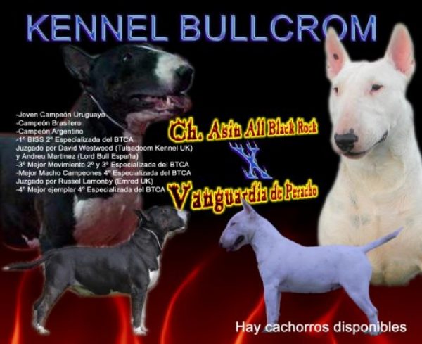 Kennel Bullcrom cachorros bull terrier