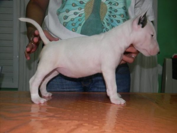 Kennel Bullcrom cachorros bull terrier