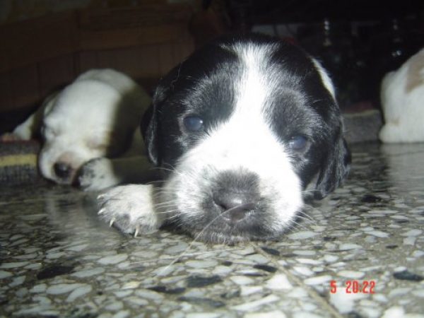 Vendo cachorros bretones