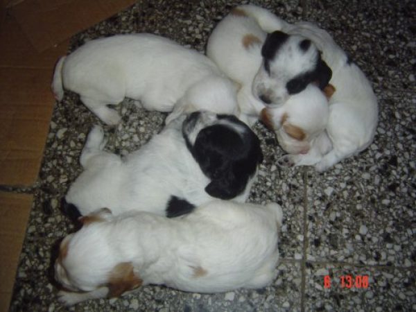 Vendo cachorros bretones