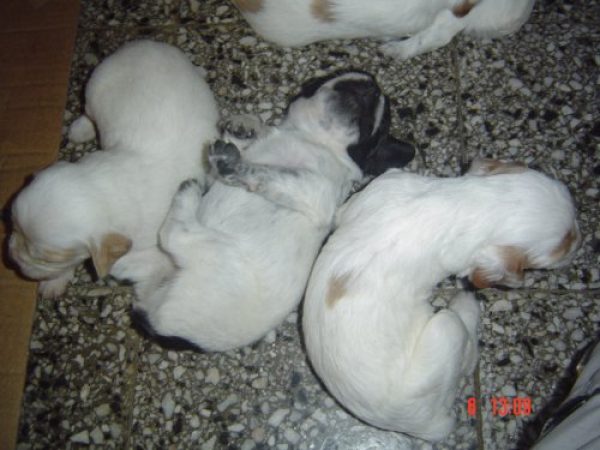 Vendo cachorros bretones