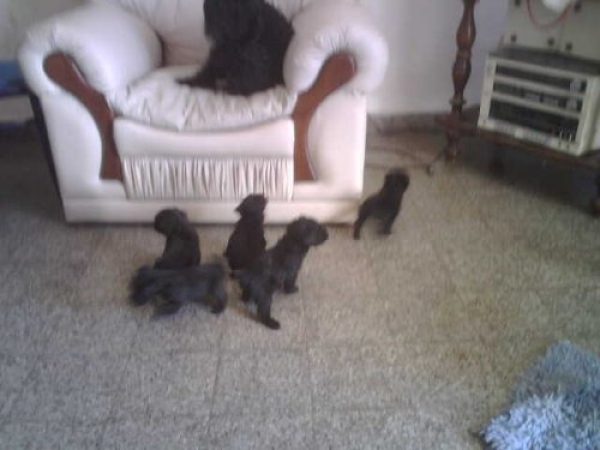  vendo CANICHES TOY MACHO